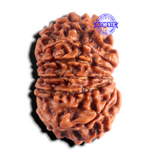 Load image into Gallery viewer, 12 Mukhi Nepalese Rudraksha - Bead No 405