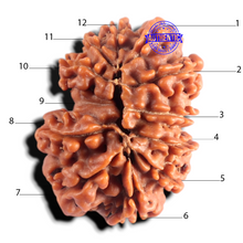Load image into Gallery viewer, 12 Mukhi Nepalese Rudraksha - Bead No 407