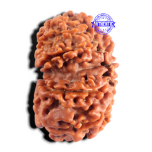 Load image into Gallery viewer, 12 Mukhi Nepalese Rudraksha - Bead No 407