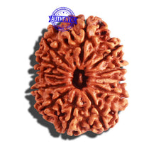 Load image into Gallery viewer, 12 Mukhi Nepalese Rudraksha - Bead No 149