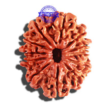 Load image into Gallery viewer, 12 Mukhi Nepalese Rudraksha - Bead No 153