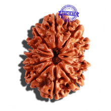 Load image into Gallery viewer, 12 Mukhi Nepalese Rudraksha - Bead No 196