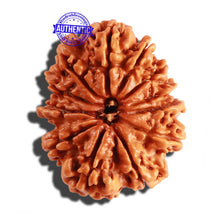 Load image into Gallery viewer, 12 Mukhi Nepalese Rudraksha - Bead No 209