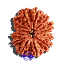 Load image into Gallery viewer, 12 Mukhi Nepalese Rudraksha - Bead No 218