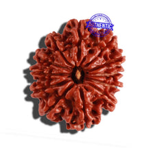 Load image into Gallery viewer, 12 Mukhi Nepalese Rudraksha - Bead No 226