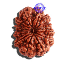 Load image into Gallery viewer, 12 Mukhi Nepalese Rudraksha - Bead No 259