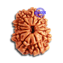 Load image into Gallery viewer, 12 Mukhi Nepalese Rudraksha - Bead No 276