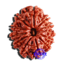 Load image into Gallery viewer, 12 Mukhi Nepalese Rudraksha - Bead No 294