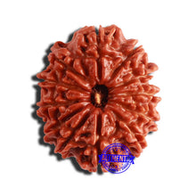 Load image into Gallery viewer, 12 Mukhi Nepalese Rudraksha - Bead No 297
