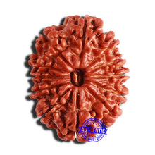 Load image into Gallery viewer, 12 Mukhi Nepalese Rudraksha - Bead No 298