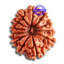 Load image into Gallery viewer, 12 Mukhi Nepalese Rudraksha - Bead No. 308