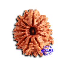 Load image into Gallery viewer, 12 Mukhi Nepalese Rudraksha - Bead No 352