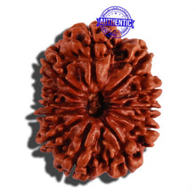 Load image into Gallery viewer, 12 Mukhi Nepalese Rudraksha - Bead No 49