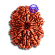Load image into Gallery viewer, 12 Mukhi Nepalese Rudraksha - Bead No 309