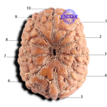 Load image into Gallery viewer, 10 Mukhi Rudraksha from Indonesia - Bead No. 12
