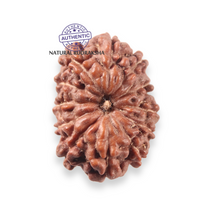 Load image into Gallery viewer, 12 Mukhi Indonesian Rudraksha - Bead No. 352
