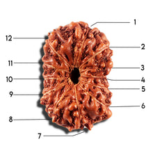 Load image into Gallery viewer, 12 Mukhi Indonesian Rudraksha - Bead No. 337