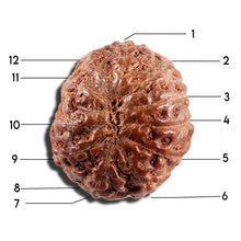 Load image into Gallery viewer, 12 Mukhi Indonesian Rudraksha - Bead No. 338