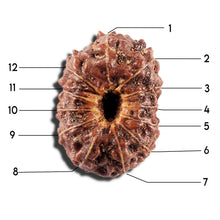Load image into Gallery viewer, 12 Mukhi Indonesian Rudraksha - Bead No. 339