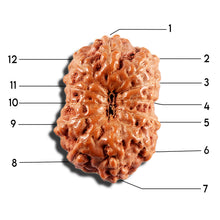Load image into Gallery viewer, 12 Mukhi Indonesian Rudraksha - Bead No. 340