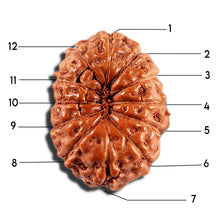 Load image into Gallery viewer, 12 Mukhi Indonesian Rudraksha - Bead No. 341