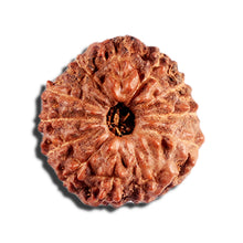 Load image into Gallery viewer, 12 Mukhi Indonesian Rudraksha - Bead No. 328