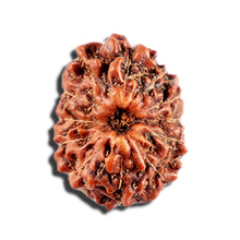 Load image into Gallery viewer, 12 Mukhi Indonesian Rudraksha - Bead No. 332
