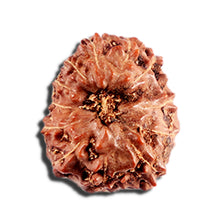 Load image into Gallery viewer, 12 Mukhi Indonesian Rudraksha - Bead No. 333