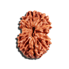 Load image into Gallery viewer, 12 Mukhi Indonesian Rudraksha - Bead No. 336