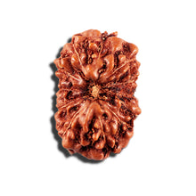 Load image into Gallery viewer, 12 Mukhi Indonesian Rudraksha - Bead No. 337