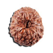Load image into Gallery viewer, 12 Mukhi Indonesian Rudraksha - Bead No. 338
