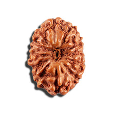 Load image into Gallery viewer, 12 Mukhi Indonesian Rudraksha - Bead No. 341