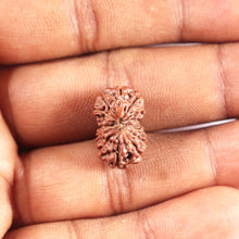 Load image into Gallery viewer, 12 Mukhi Indonesian Rudraksha - Bead No. 329