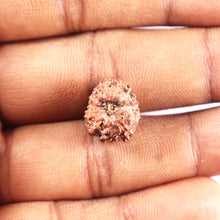 Load image into Gallery viewer, 12 Mukhi Indonesian Rudraksha - Bead No. 333