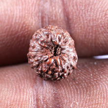 Load image into Gallery viewer, 12 Mukhi Indonesian Rudraksha - Bead No. 338