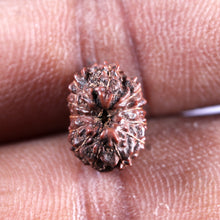 Load image into Gallery viewer, 12 Mukhi Indonesian Rudraksha - Bead No. 339