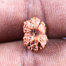 Load image into Gallery viewer, 12 Mukhi Indonesian Rudraksha - Bead No. 340