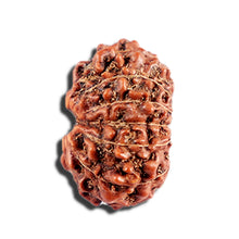 Load image into Gallery viewer, 12 Mukhi Indonesian Rudraksha - Bead No. 332