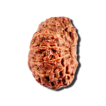 Load image into Gallery viewer, 12 Mukhi Indonesian Rudraksha - Bead No. 328