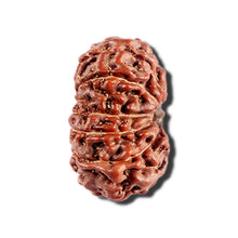 Load image into Gallery viewer, 12 Mukhi Indonesian Rudraksha - Bead No. 329