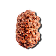 Load image into Gallery viewer, 12 Mukhi Indonesian Rudraksha - Bead No. 332