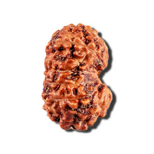 Load image into Gallery viewer, 12 Mukhi Indonesian Rudraksha - Bead No. 335