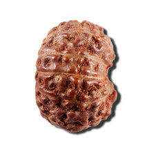 Load image into Gallery viewer, 12 Mukhi Indonesian Rudraksha - Bead No. 338