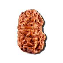 Load image into Gallery viewer, 12 Mukhi Indonesian Rudraksha - Bead No. 341