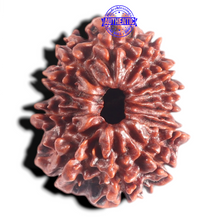Load image into Gallery viewer, 12 Mukhi Nepalese Rudraksha - Bead No. 108