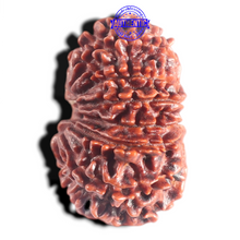 Load image into Gallery viewer, 12 Mukhi Nepalese Rudraksha - Bead No. 108