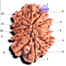 Load image into Gallery viewer, 12 Mukhi Nepalese Rudraksha - Bead No. 263