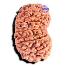 Load image into Gallery viewer, 12 Mukhi Nepalese Rudraksha - Bead No. 263