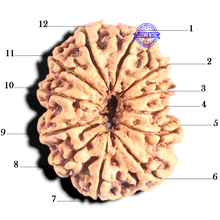 Load image into Gallery viewer, 12 Mukhi Nepalese Rudraksha - Bead No. 266