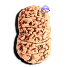 Load image into Gallery viewer, 12 Mukhi Nepalese Rudraksha - Bead No. 266